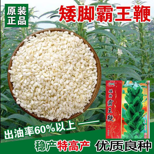 New species of Short-legged Overlord Whip Aerospace Overlord Whip sesame seeds, medium-early maturing and high-yielding sesame seeds specially used for oil extraction. Short-legged Overlord Whip/200g High-yield White Zhizhi