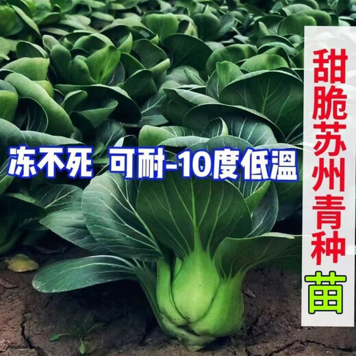Qiuying short-legged Suzhou green vegetable seedlings all seasons Shanghai green rice seedlings Wuta small green vegetable seedlings balcony field vegetables Shanghai green 1 pack