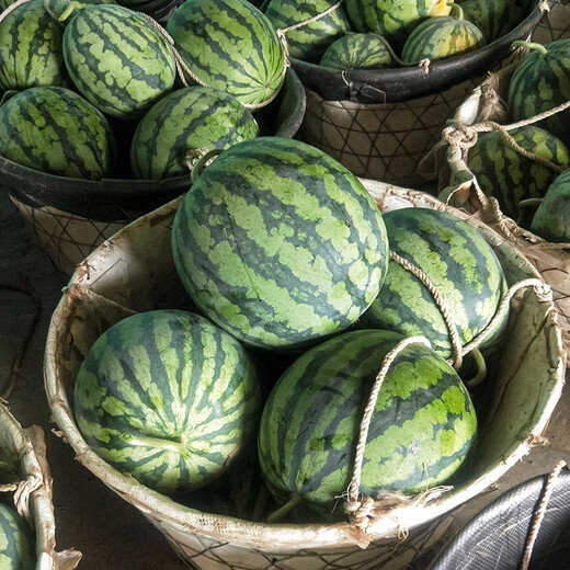 Shouhe crunchy type 8424 watermelon seeds, early mature, thin-skinned, summer and autumn seeds, watermelon seeds, 8424 watermelon seeds, 40 seeds + 10 seedlings