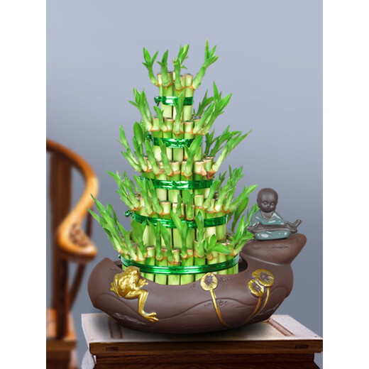 富贵竹植物水养客厅盆栽节节高竹塔土培绿植办公四季好养送礼盆景 小五层富贵竹+哥窑829+接水Pvc底座 带盆发货