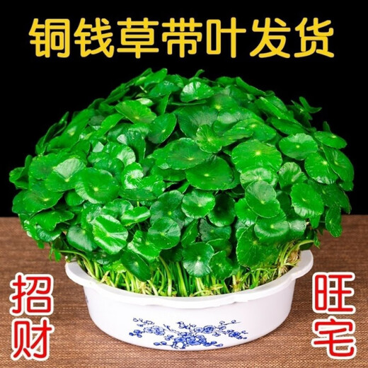 Xingan and copper money grass hydroponic potted indoor and outdoor flowers money grass green plants suck green plants flowers and plants copper money grass one pot without pot about 300 plants with leaves