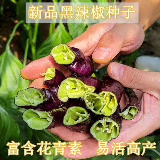 Wangyuanxing black pepper seeds beauty pepper purple skin pepper seeds purple screw pepper four seasons spring and autumn Hangzhou pepper extra spicy king black pepper seeds 1 pack about 300 +