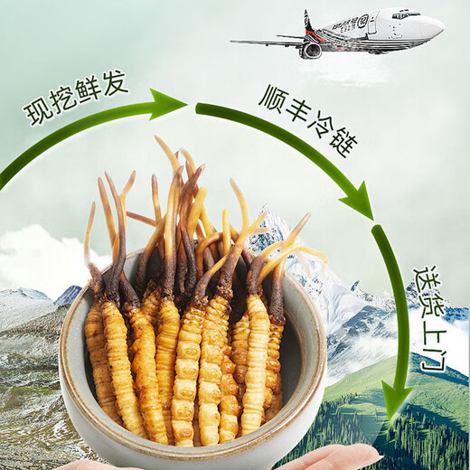 [Tibet Straight Hair] Authentic First Fresh Cordyceps 2025 Selected High Altitude Fresh Cordyceps SF Cold Chain 0.4-0.5gSpecifications 100 Roots