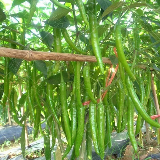 Hangzhou pepper seeds, pepper seeds, slightly spicy small peppers, potted plants on the balcony in spring and autumn, easy-to-grow vegetable seeds, Hangzhou pepper seeds, 1 pack, about 300 capsules