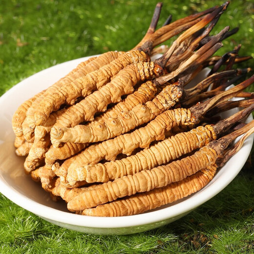 源江草冬虫夏草 高海拔新干虫草礼盒装 虫草滋补营养品送长辈 4根/克20根