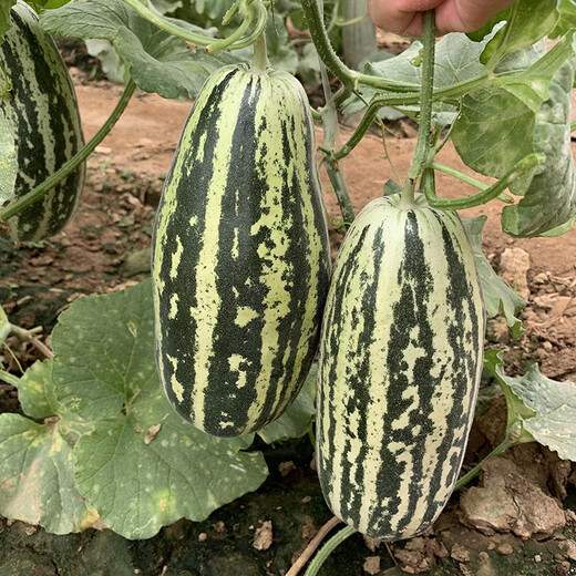 Zhongke Maohua vegetable and fruit seeds Bomei No. 9 melon seeds Huayang Boyang series Bomei 91 melon seeds 94 super sweet Bomei 91 melon seeds 2000 capsules