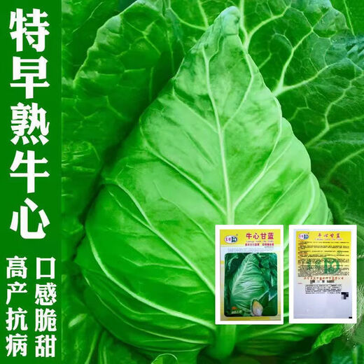 Beef Heart Cabbage Seeds, Pointed Cabbage Seeds, Beef Heart Cabbage, Tender, Refreshing, High Yield Vegetable Seeds, Selected Original 1 Pack, About 300 Tablets, Song Fertilizer