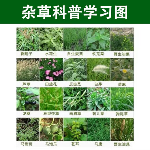 Zazhujing cyclazinone removes weeds, kills large shrubs, removes miscellaneous shrubs in trees, sweeps graves, rotten roots, and dead roots. Special pesticide and herbicide 5 bags (2500 grams) for direct broadcasting