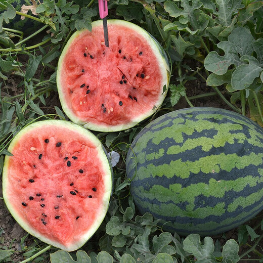 Zhongke Maohua Fruit and Vegetable Seeds Zhongke Sweet King Watermelon Seeds Angfei Legend Sweet King Hybrid High Round Sweet King Big Red Flesh Zhongke Sweet King 100g/box