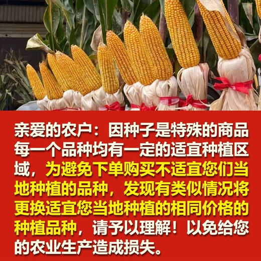 North China corn seed Yudan 808 corn seed high yield big cob corn seed with uniform ear length red shaft dent corn Yudan 808 (about 4400 grains about 3Jin Jin equals 0.5kg) North China planting