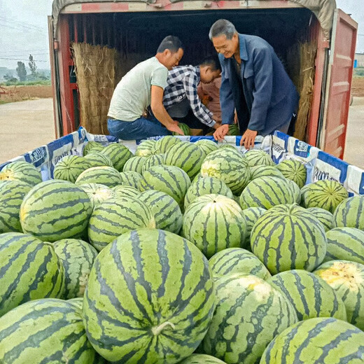 Shouhe crunchy type 8424 watermelon seeds, early mature, thin-skinned, summer and autumn seeds, watermelon seeds, 8424 watermelon seeds, 40 seeds + 10 seedlings