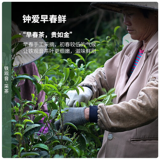 陈一凡特级铁观音清香型 茶叶新茶高山乌龙茶 铁观音传统纸包300g口粮茶