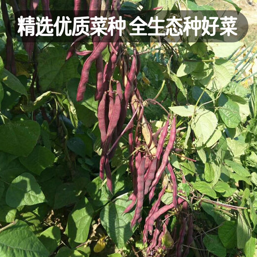 Fengming Yashi green bean seeds spring and autumn purple beans farm field planting red beans seeds 200g