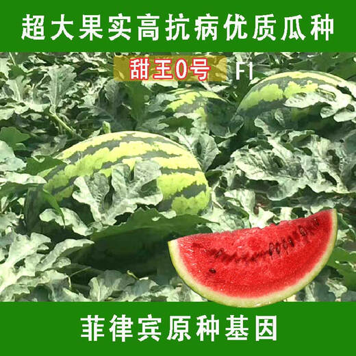 Chunzhiyun Sweet King Watermelon Seed Extra Large Sweet King No. 0 Four Seasons Fruit Seeds with Thin-Skinned Uncracked Melon Red Heart Sweet Original 2,000 Tablets Original 2,000 Tablets (Planted on 2 acres)