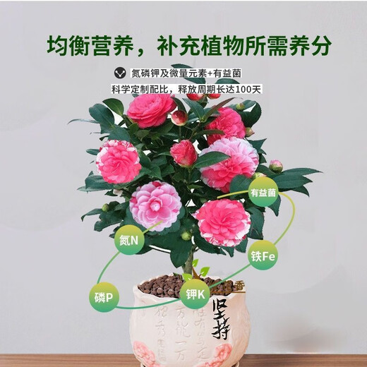 Special fertilizer for Podocarpus, organic fertilizer, compound fertilizer, base fertilizer, top-dressing fertilizer, water-soluble chlorophyll on the leaves for strong growth