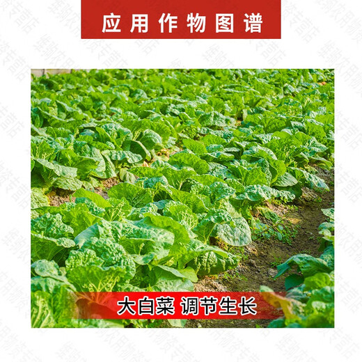 Guoguang Tiandu 8% Aminobutyl Acetate, Aminobutyl Acetate, Chinese Cabbage Promotes Growth, Acetyl Acetate Growth Regulator 10g*10 Bags