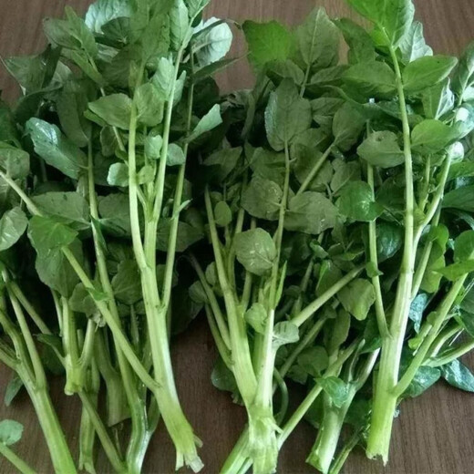 Four seasons Guangdong watercress seeds field planting aquatic balcony easy to grow live vegetable seeds watercress watercress seeds 1000 capsules (1 pack)