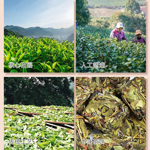 Zhangping Narcissus Tea Oolong Tea Box Orchid Fragrance Zhangping Narcissus Flavored Food Tea Cakes Special 500g Box Tea Drink Yourself