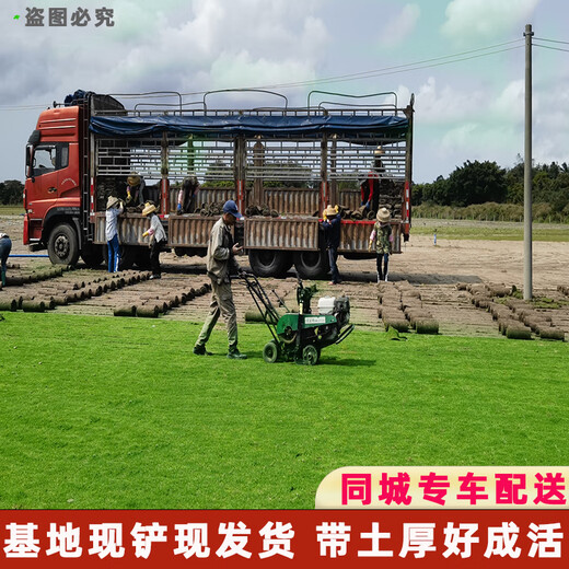 Hunan base turf lawn with soil real grass four-season green turf Manila grass villa courtyard grass dwarf Manila finished turf 0.5 square meters now less than 10cm