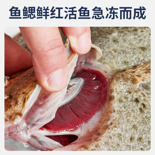 Selling Fish Seven Lang Turbot Net Weight 2.1 Jin Jin equals 0.5 kg, 3 pieces in total, Sea-caught fresh frozen halibut, fresh aquatic fish