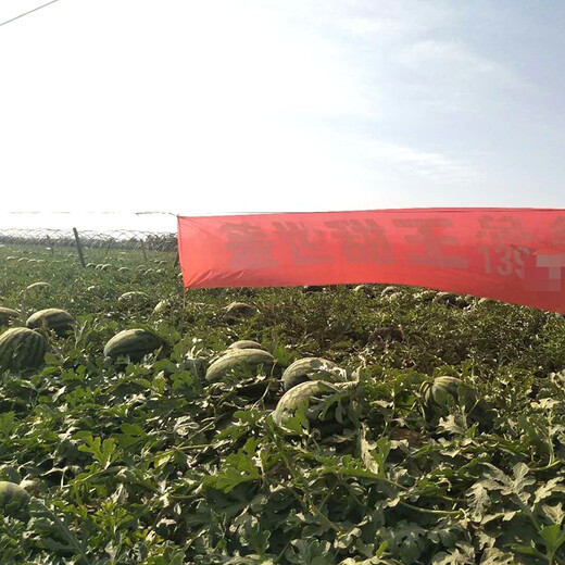 Zhongke Maohua Fruit and Vegetable Seeds Unparalleled Sweet King Watermelon Seeds High Round Big Red Flesh Watermelon Seeds Planted in Myanmar Base Unrivaled Sweet King 10g/bag About 150 capsules