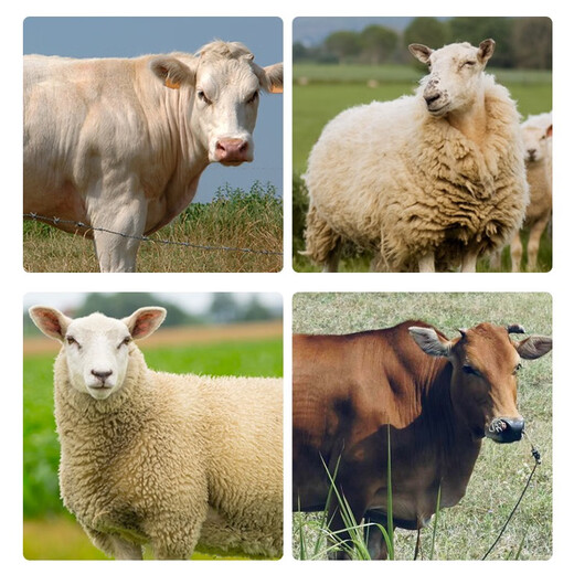 Animal husbandry Rumen Bao cattle and sheep rumen hormone fattening weight promotion growth stomach strengthening bulk fattening premix feed additive Rumen Bao 20Jin Jin equal to 0.5 kg, the whole barrel 10 bags