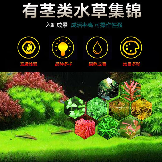 Yunfeng Hairui Water Grass Living Lazy Grass Fish Tank Landscape Living Water Grass Set Fish Tank Water Grass has stems and middle back scene real water grass [Good and easy to live] Red Butterfly (5 groups)