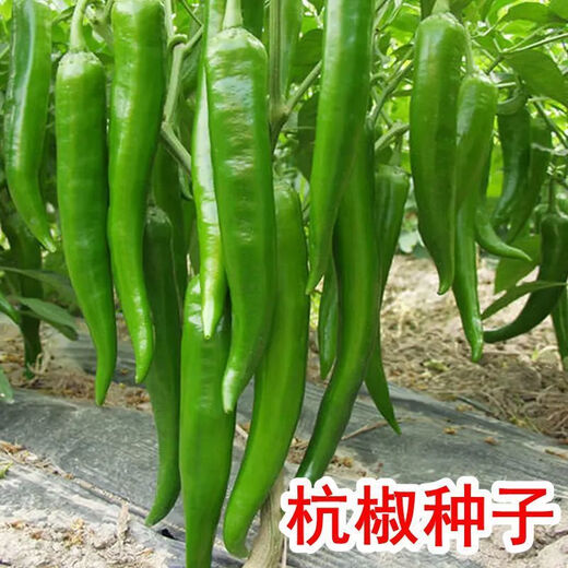 Hangzhou pepper seeds, pepper seeds, slightly spicy small peppers, potted plants on the balcony in spring and autumn, easy-to-grow vegetable seeds, Hangzhou pepper seeds, 1 pack, about 300 capsules
