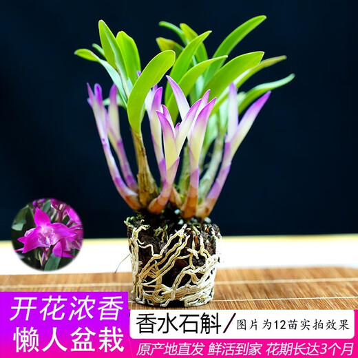Liu Ge Orchid Colorful Perfume Dendrobium Orchid with buds in winter is good for growing green plants. Strong-scented Dendrobium flower potted green plants repel mosquitoes. 10 conjoined seedlings of colorful Dendrobium bloom in the current year with hydroponic pots.