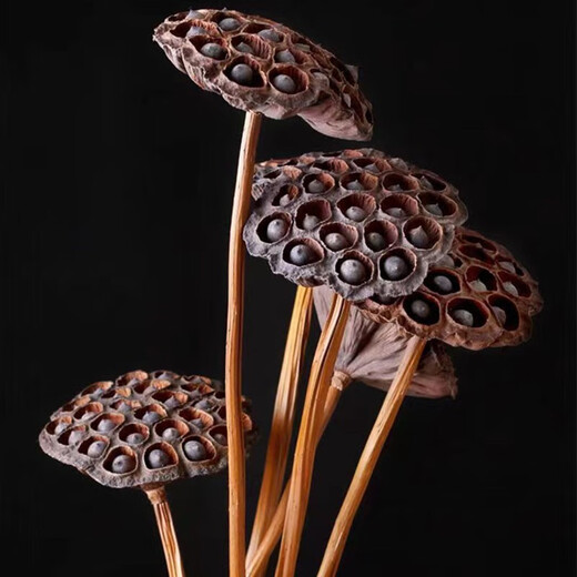 Youyi Dried Flower Extra Large Full Metal Flower Pole with Seeds Dried Lotus Lotus Dried Flowers Decorate Living Room Floor 75cm Real Pole with Seeds Lotus Pole 4 Price