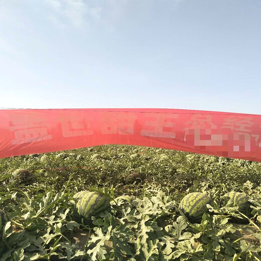 Zhongke Maohua Fruit and Vegetable Seeds Unparalleled Sweet King Watermelon Seeds High Round Big Red Flesh Watermelon Seeds Planted in Myanmar Base Unrivaled Sweet King 10g/bag About 150 capsules