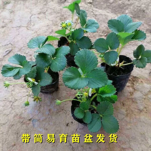 Strawberry seedlings shipped from original soil, flowering and big fruit, cream strawberry seedlings for four seasons, wholesale of current year fruit plug seedlings, 6 Ningyu strawberries, shipped from original soil + fertilizer