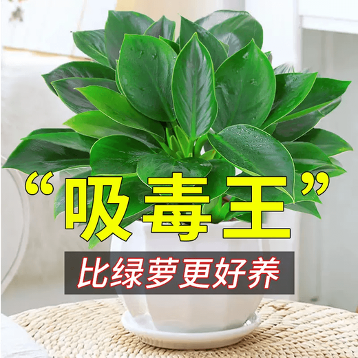 Amazing 18 kinds of spider plants for you to choose Phnom Penh Chlorophytum Various potted flowers Living room hanging tabletop plants purify the air Gold diamond with pot