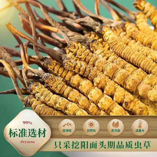 
Beijing Tongrentang Official Store Flagship [must-see for gifts] Cordyceps authentic dried goods Cordyceps sinensis 2024 high-end gift box 2 sticks/gram Complete grass [10 grams pack]