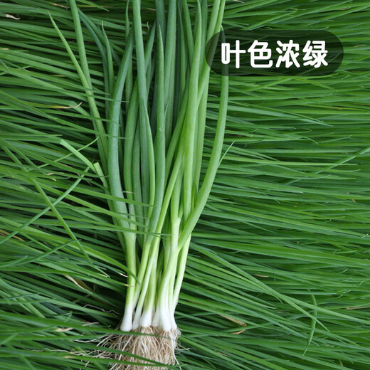 Fengming Yashi single-rooted shallot seeds field planting four-season balcony seeds potted single-rooted delicate shallot seeds 10g