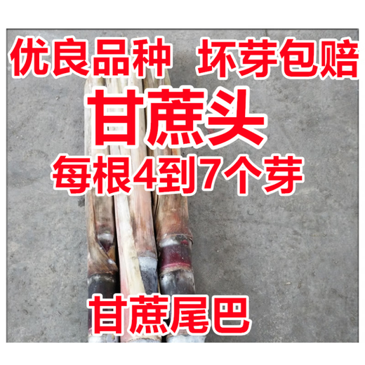 Jingyu Sugarcane Head Sugarcane Seedlings 10 Roots 4 to 7 Buds Each Root Authentic Guangxi Black Sugarcane Red Sugarcane Purple Sugarcane Tips Golden Sugarcane Seed (Yellow Sugarcane) 50 Roots