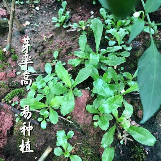 Yunnan Coriander Seeds Burmese Eryngium Coriander Seeds Coriander Seeds Autumn Vegetable Four Seasons Potted Coriander Seeds 200 + Rooting Fertilizer