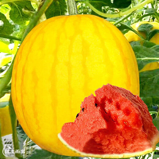 Dayu Yellow Heart Watermelon Seeds Collection Early Mature Yellow Skin Red Flesh Yellow Flesh Special Xiaofeng Watermelon Seeds Southern Fruit Red Beauty Yellow Skin Red Flesh Watermelon Seeds 100 capsules
