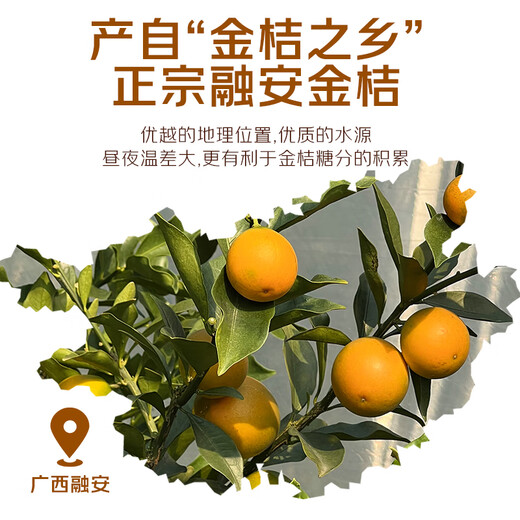 京觅广西融安第二代脆皮金桔 5号果-彩盒3斤装 单果10g+ 源头直发