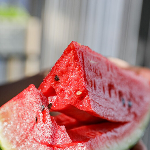 Shouhe fruit seeds early spring ruby gift watermelon 2k small watermelon thin skin sweet spring planting balcony potted spring and autumn early spring ruby watermelon seeds 20 capsules