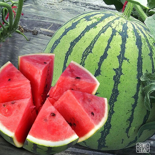 Dayu Lazy Man Watermelon Seed Seedlings Extra Large Suitable for Early Maturing Lazy People in the South 8424 Kirin Melon Meidu Seedless Fruits and Vegetables Rock Sugar Kirin Watermelon Seeds 20g Pack Crisp and Sweet