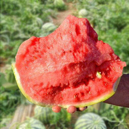 Changgong 8424 Rock Sugar Kirin Watermelon Seed Sweet King High Yield Kirin Lazy Man Seedless Giant Watermelon Four Seasons Fruit Seed Xinjiang 8424 Watermelon 10 grams about 100 pieces
