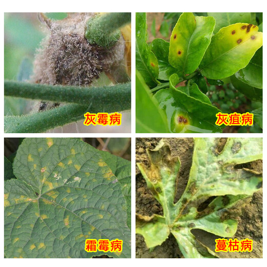 Corteva Atopia 22.5% picoxystrobin gray mold downy mildew black pox pesticide fungicide 10ml*1 bag