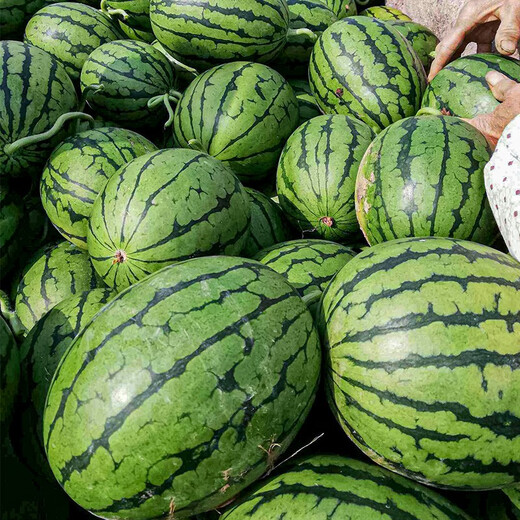 Shouhe fruit seeds early spring ruby gift watermelon 2k small watermelon thin skin sweet spring planting balcony potted spring and autumn early spring ruby watermelon seeds 20 capsules