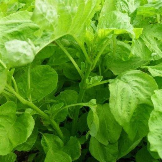 
Large round leaf glutinous rice amaranth seeds green leaf amaranth four seasons farm vegetable seeds green rapeseed amaranth special tender amaranth [fresh and delicious] seeds essence three bags [cut and long] about 15,567 pills
