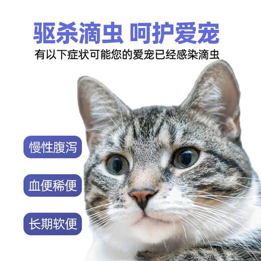 Metronidazole Cat and dog stomatitis, bad breath, oral ulcers, red and swollen gums, periodontitis, trichomonas infection, diarrhea, loose stools, bloody stools, stomatitis package, metronidazole tablets + amoxicillin tablets