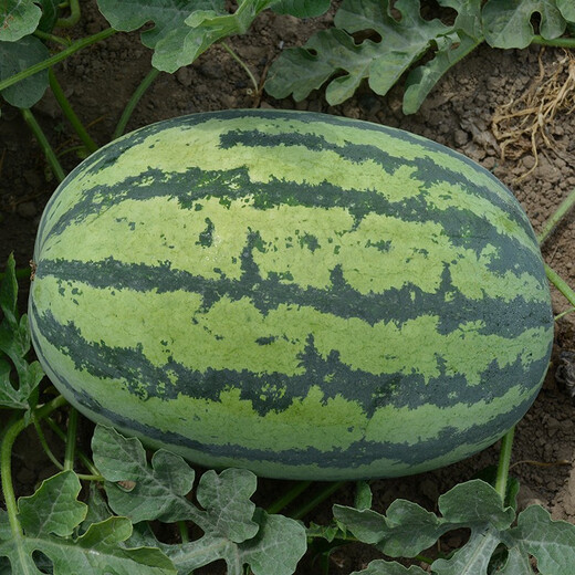 Zhongke Maohua Watermelon Seed Combination Rock Sugar Kirin Zaojia 8424 Super Sweet Jingxin 16 Degree Ice Kirin Watermelon Seed Lazy Man Shenlong Supreme Treasure Xinong No. 8 Sweet King Type Rock Sugar Kirin (Preferred) 5g/bag High Purity Type