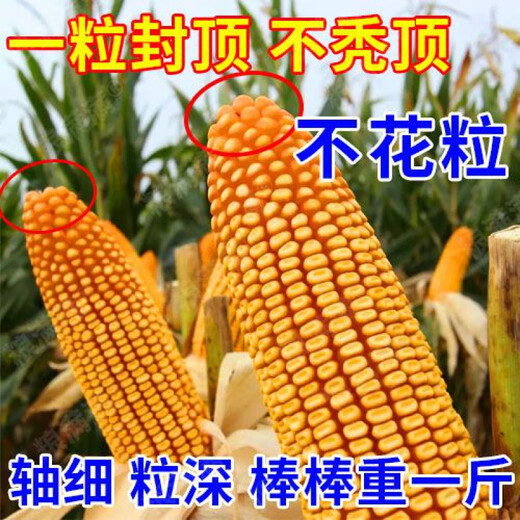 Nationally approved Rip 909 red shaft big cob corn seed, high yield, short stem, lodging resistance, disease resistance, drought resistance, wholesale corn, 4400 grains per acre, Song high yield seed dressing, improved version Rip 909 guaranteed