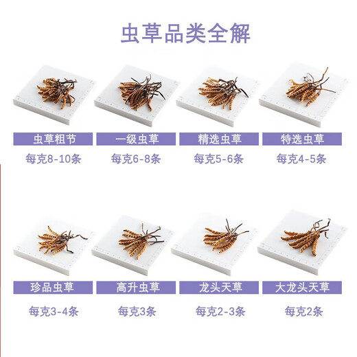 Im Obergeschoss, Hongkong, China, Cordyceps Geschenkbox, Tonikum für ältere Menschen, Kinder, schwangere Frauen, frische Trockenwaren für die erste Periode, Drachenkopf Azalea (Level) 37,8 Gramm, vier Liang (151,2 g)