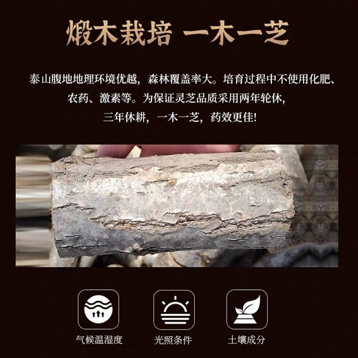 泰山灵芝孢子粉100克 正宗头道林芝粉非野生细孢子粉 买2发3 100 灵芝孢子粉